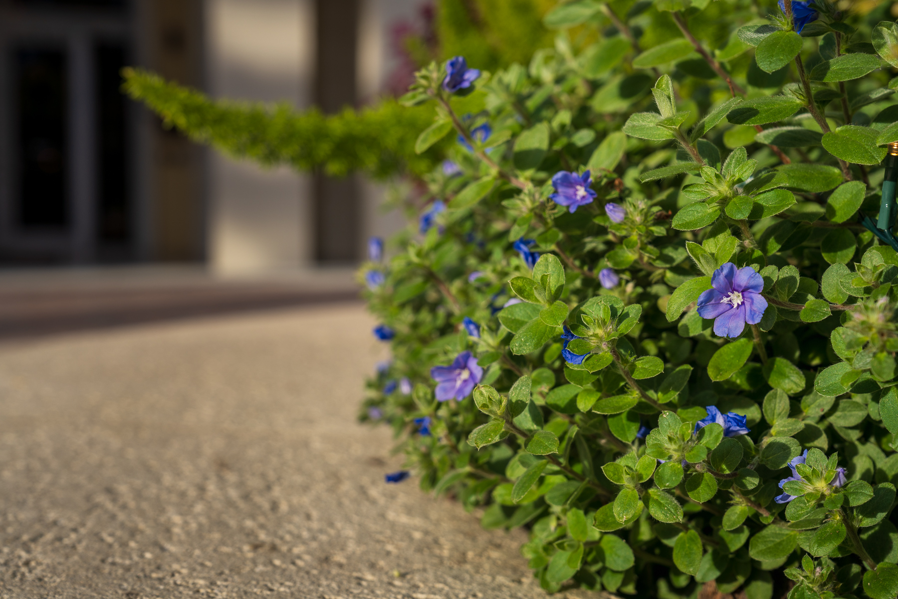 8 Best Low-Maintenance Outdoor Plants for Florida